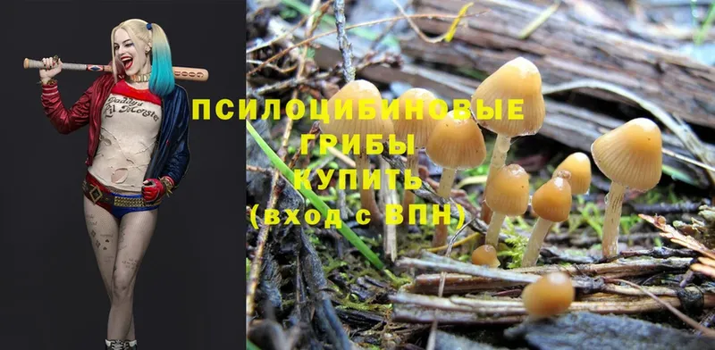 Псилоцибиновые грибы MAGIC MUSHROOMS  кракен как зайти  Покров 